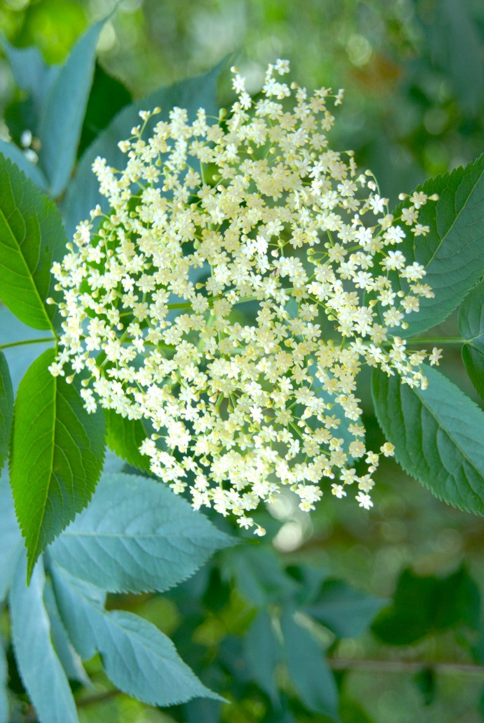 Elder Flower Code 30ml/15ml
