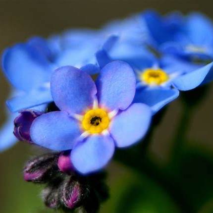 Forget-Me-Not Flower Code
