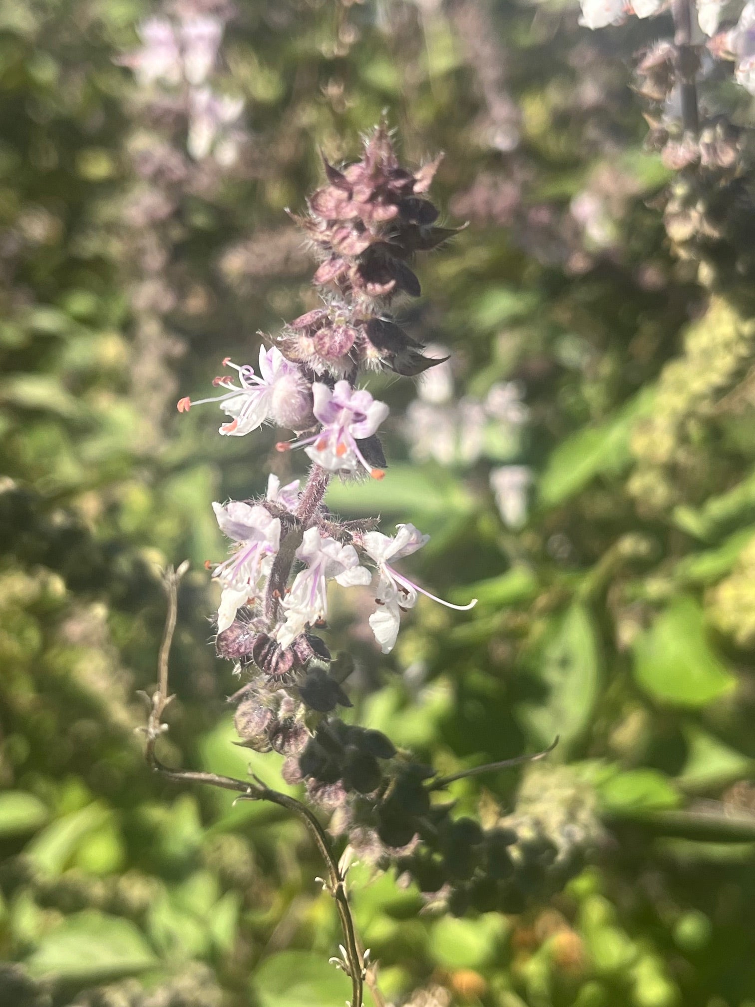 Tulsi Flower Code 30ml/15ml