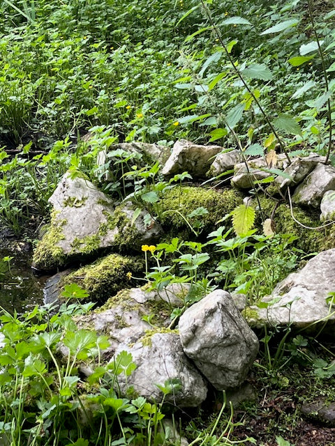 Wild Rose Essence 30ml