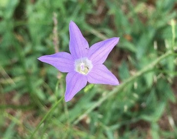 Native Blue Bell Flower Code (Wahlengergia stricta) 30ml / 15ml