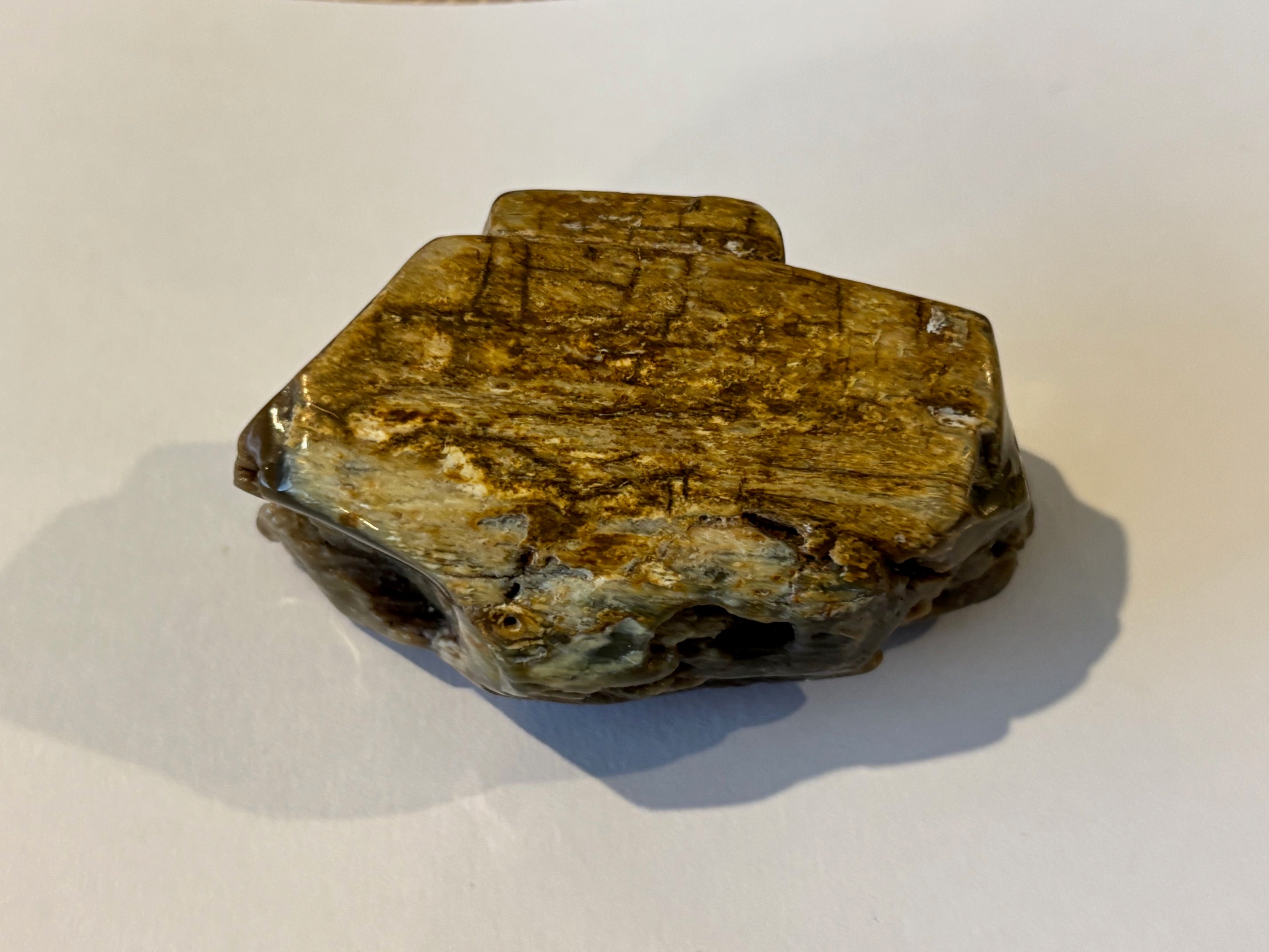 Petrified Wood