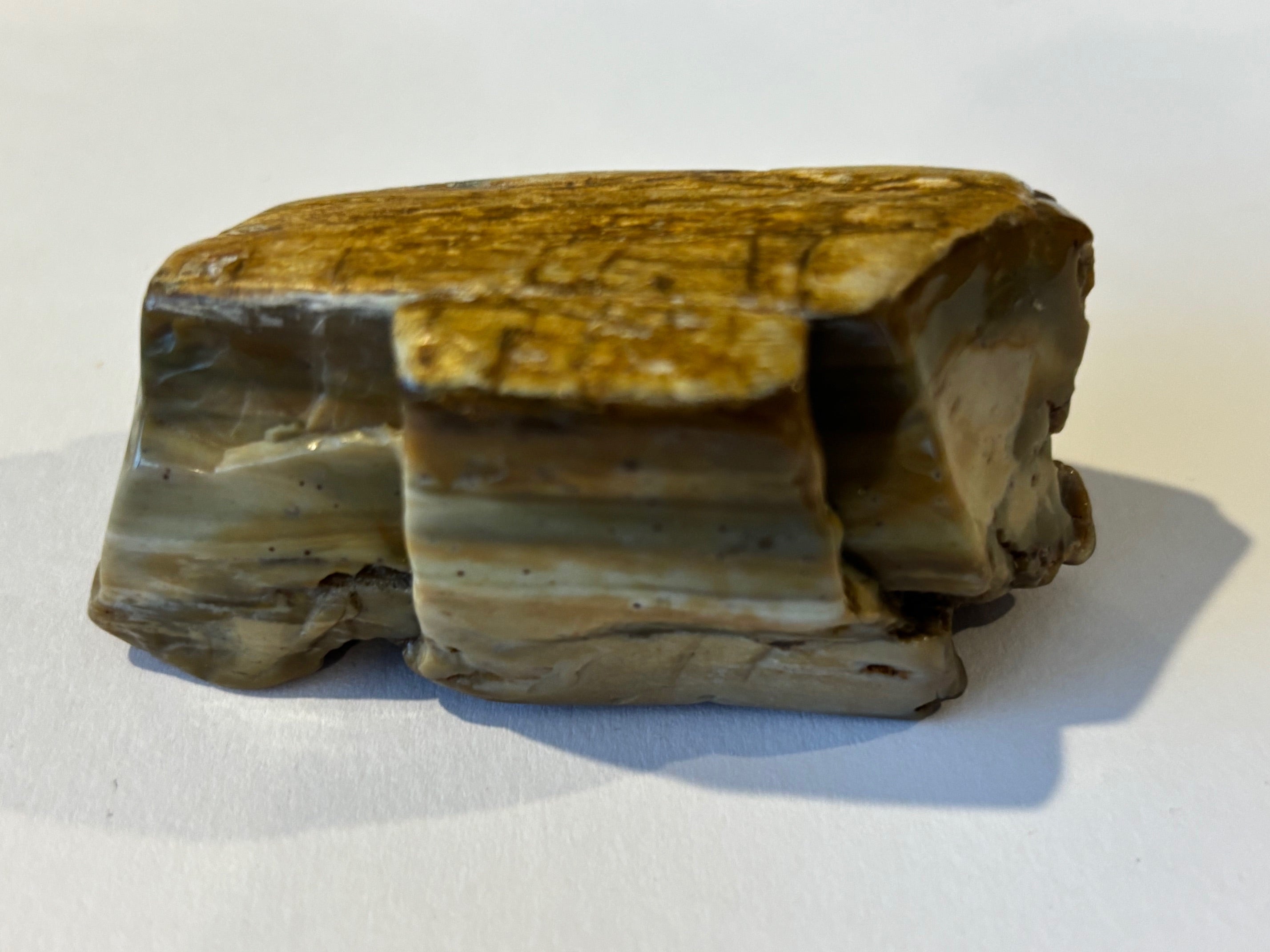 Petrified Wood