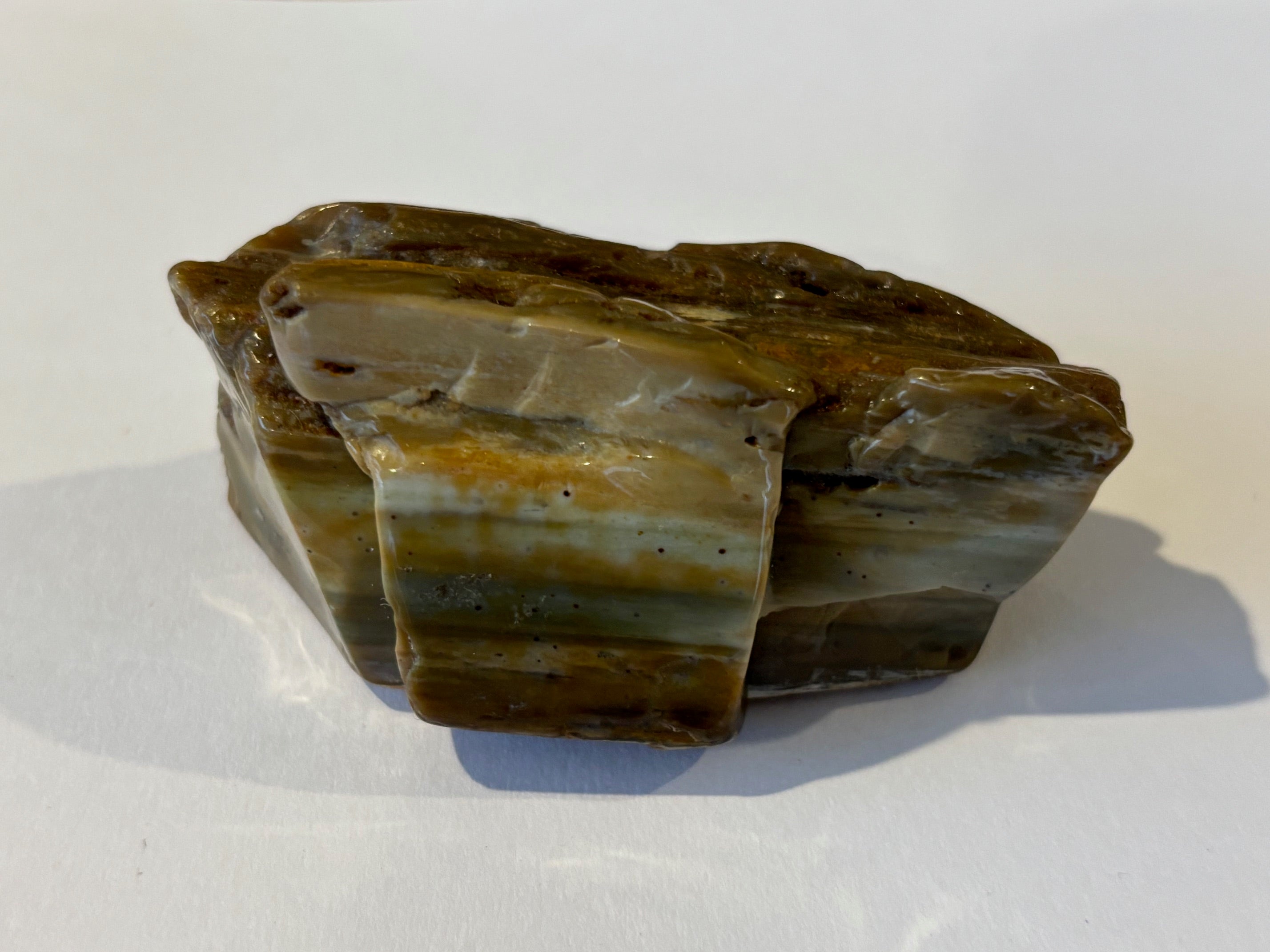 Petrified Wood