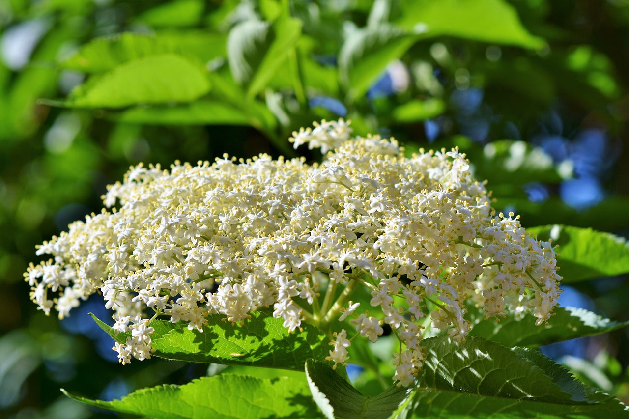 Elderflower - Dried, Organic 25 Grams or 50 grams