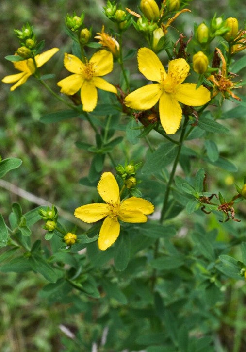 St John's Wort (Hypericum perforatum) 30ml/15ml Flower Code