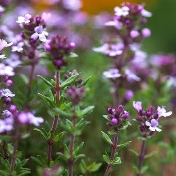 Thyme Flower Code (Thymus Vulgaris) 30ml/15ml
