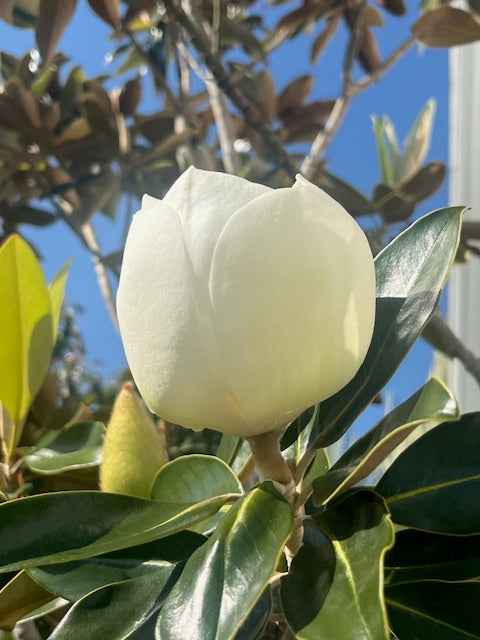 Communicating with Magnolia - "The Great Mother" of Flowering Plants