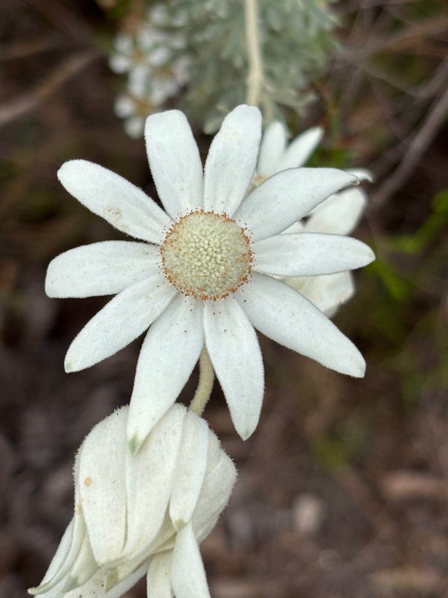 Flower Essence Making Morning with the Flannel Flower Friday 24th October