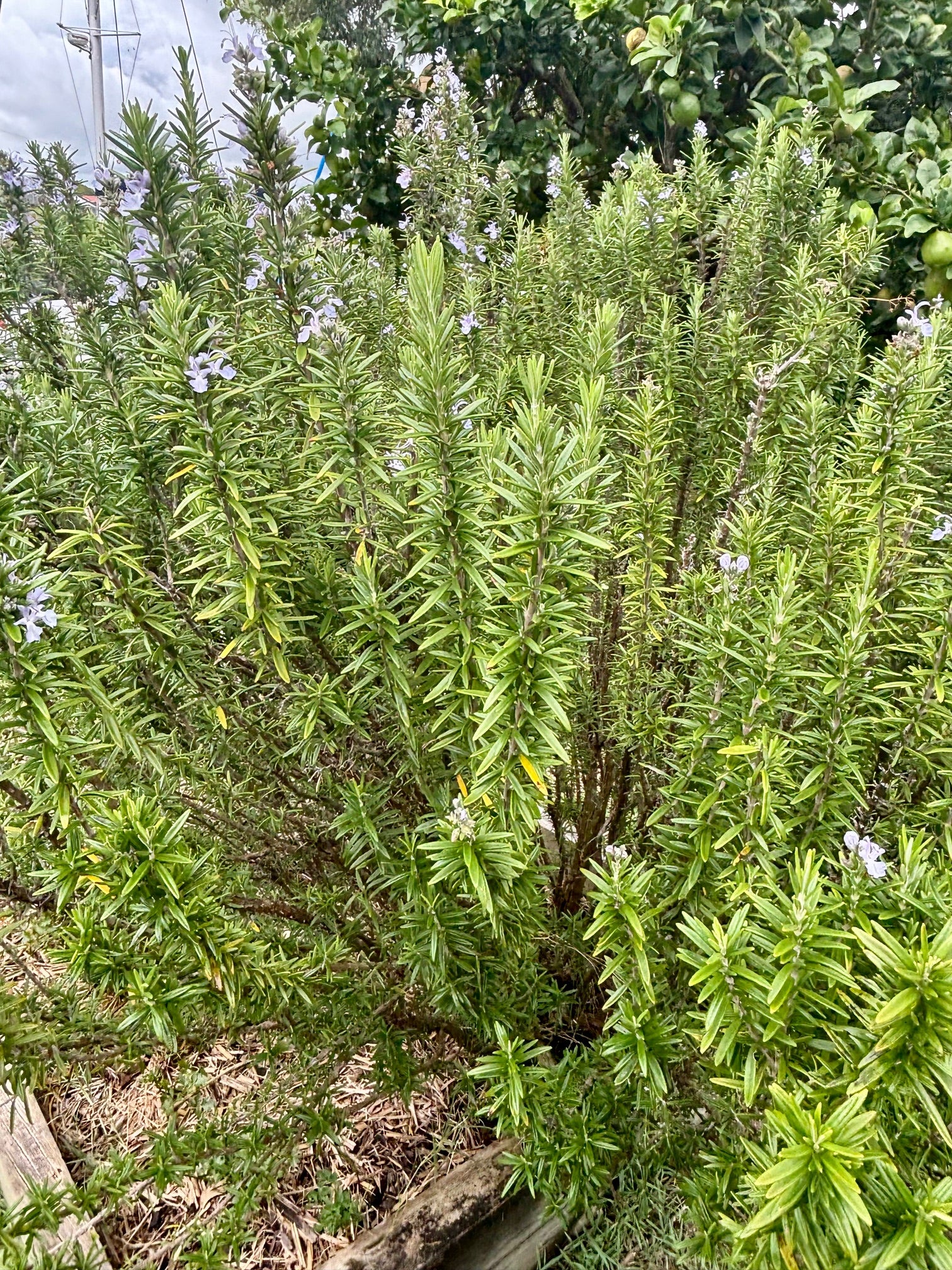 Organic Rosemary Infused Oil 50ml