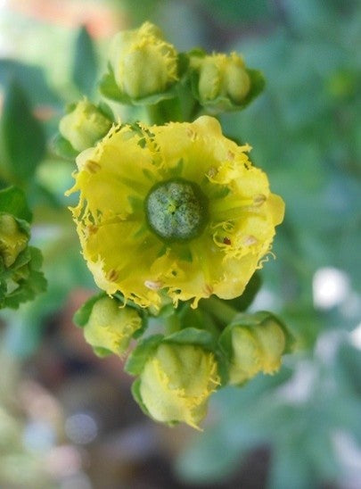 Rue Flower Code (Ruta Graveolens) 30ml / 15ml